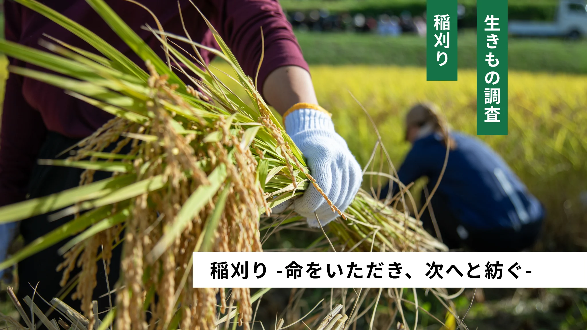 稲刈り
